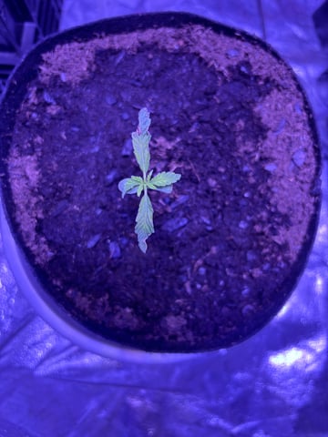 frosted zinn x cookie dog auto — flower, day 1