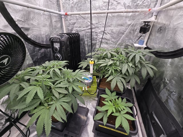 Grow 5.o — vegetative, day 33