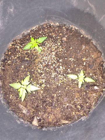 1st3 — vegetative, day 1
