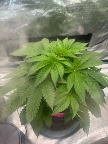  strawberry cough — vegetative, day 24