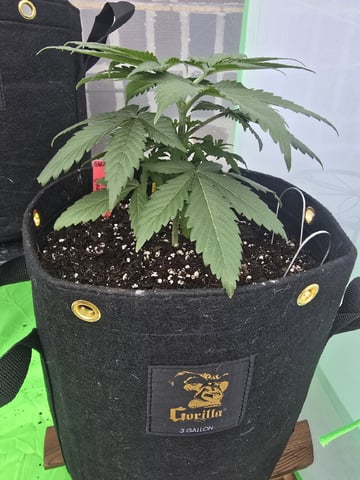Garlic Gas - Fem Photo — vegetative, day 27