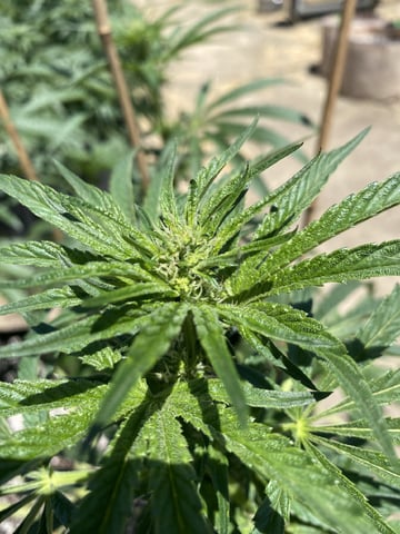 Solfire Gardens Grow — flower, day 113