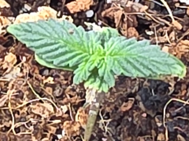 Gorilla Gas  — grow_setup, day 2