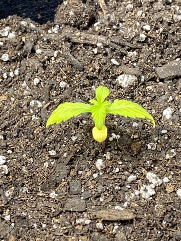 Gorilla Melon — vegetative, day 31
