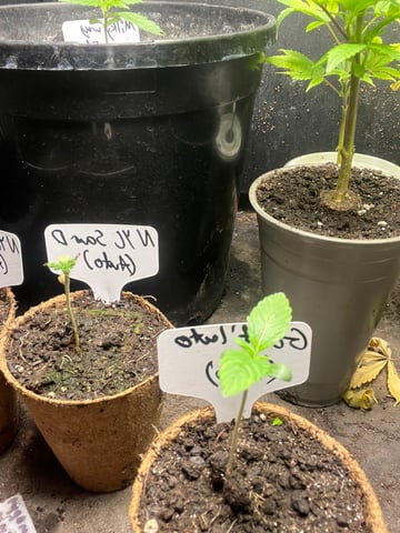 Mike Tyson Colab — seedling_rooting, day 8