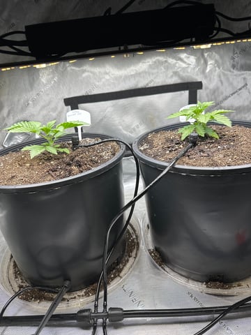 White Russian — vegetative, day 16