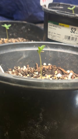greenhouse — seedling_rooting, day 10