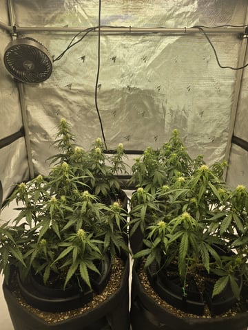 1st Grow 4x4 — vegetative, day 39