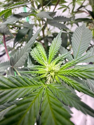 Bluntz Grow — flower, day 17