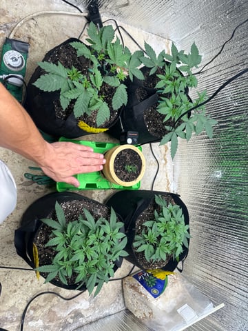 Gelly Mama and Sugar Tree — vegetative, day 56