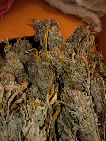 FastBuds Photo-Lemon Mandarin  — harvest, day 152
