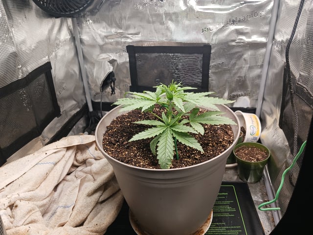 4th grow  — vegetative, day 149
