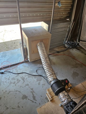 BLACKCHERRY SHERB — flower, day 64