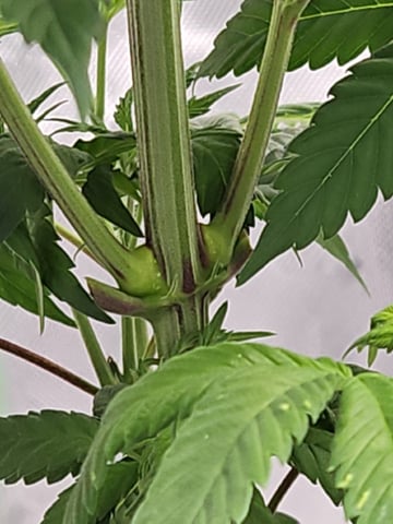 Bruce Banner #4  — vegetative, day 56