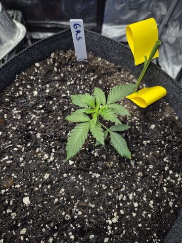 Grow 1 2026 Gelato Rainbow Sherbert  — vegetative, day 7