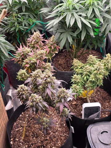 My Second Indoor — vegetative, day 97