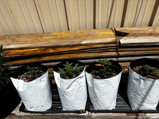 Autoflowers — vegetative, day 16