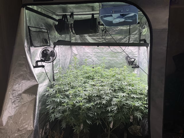 7 Strains 14 Plants  — flower, day 99