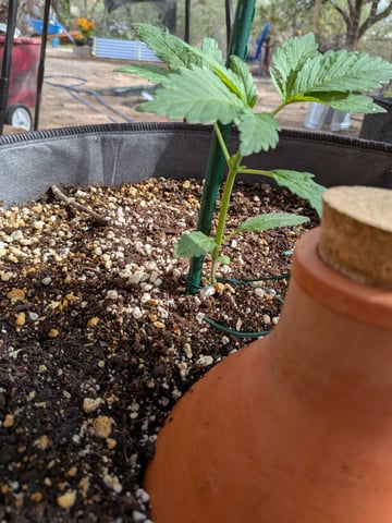 October Start — vegetative, day 29