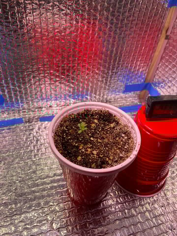 The White X Run Away Bride #3 — seedling_rooting, day 12