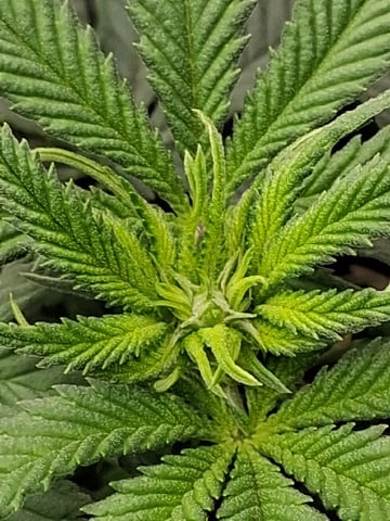 fruity pebbles, cap junky — flower, day 65