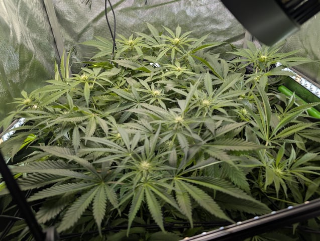 Cinderella 99 — flower, day 72