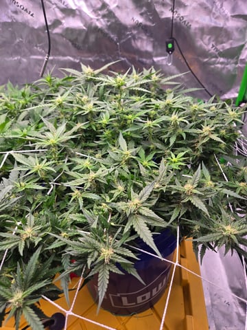 Fastbuds Autoflower Run — flower, day 62