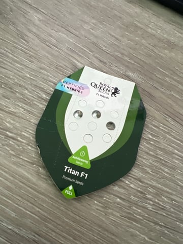 F1 Titan — germination, day 1