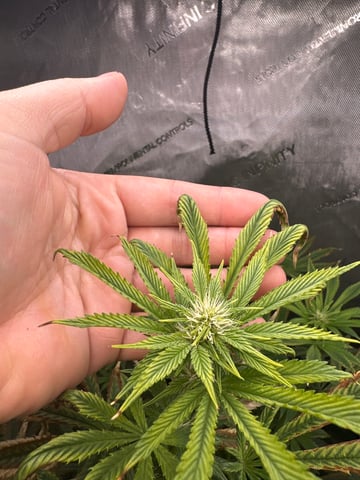 White Russian