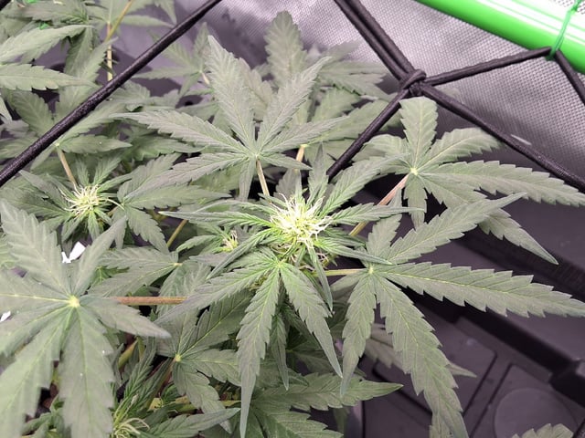BABY SISTER — flower, day 52