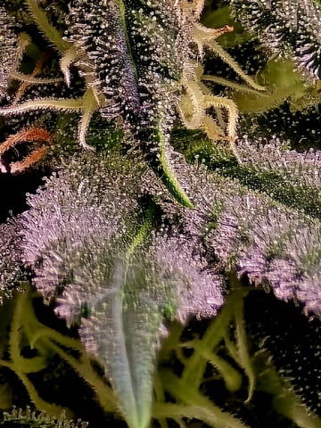 Dirty Bird - Thousand Island Fem & Platinum Kush Breath Remix x Grape Cakehead Fem Photo  — flower, day 84