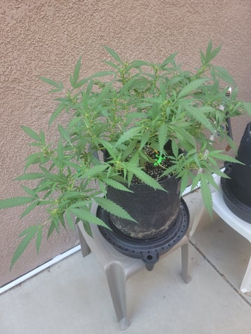 Poison Rainbows — vegetative, day 108