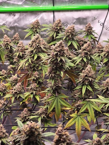CLONES — harvest, day 122
