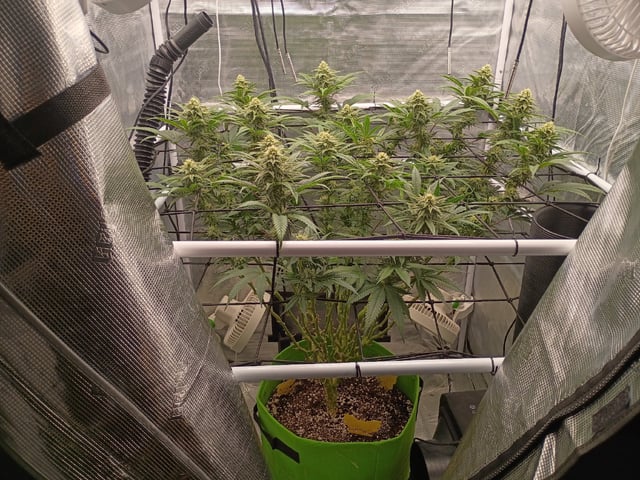 FastBuds Photo-Lemon Mandarin  — flower, day 113