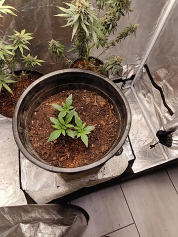 grow — vegetative, day 1