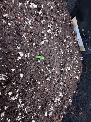 Grow Mix — seedling_rooting, day 6