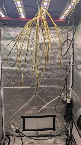 Lemon Cherry Gelato Auto — done, day 106