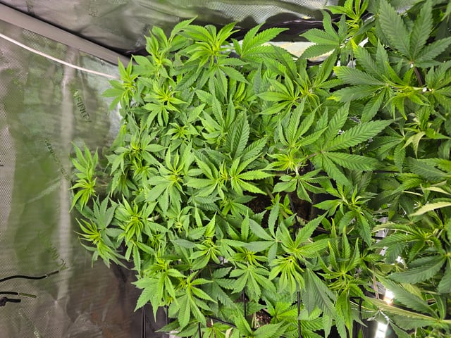 Purple Haze  — vegetative, day 42