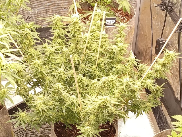   and one L.a kush cake . — flower, day 105