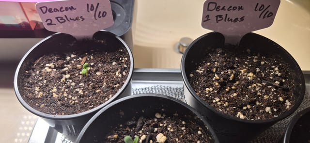 Monkey Nuts & Deacon Blues 10/10/26 — grow_setup, day 4