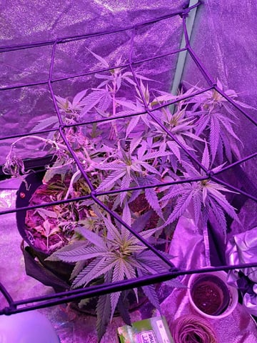 Purple Plum Perfect 💜 & 2 Grape Runtz 🍇 Mainlining garden.  — auto, day 76