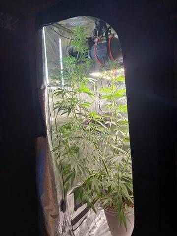2nd Grow 2026  — flower, day 52