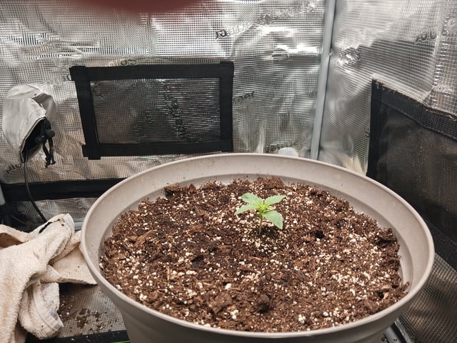 4th grow  — vegetative, day 139