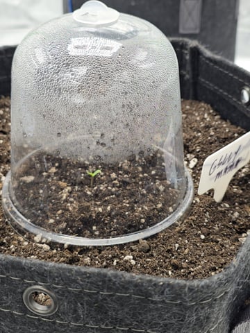 2nd grow round 2 — germination, day 1