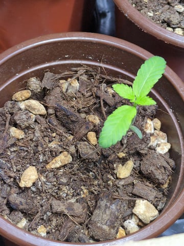 Audrey III — seedling_rooting, day 10