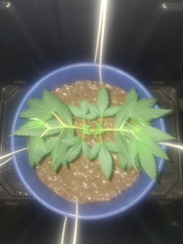 5 Random Seeds in a pot I found in my grinder. — vegetative, day 40