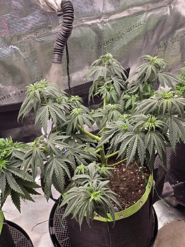  1 Blue Zushi x Venom & 1 Jack Here x Strawberry Cookies OG — flower, day 40