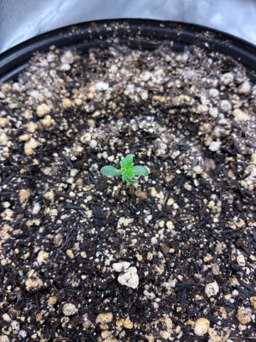 White Widow — seedling_rooting, day 12