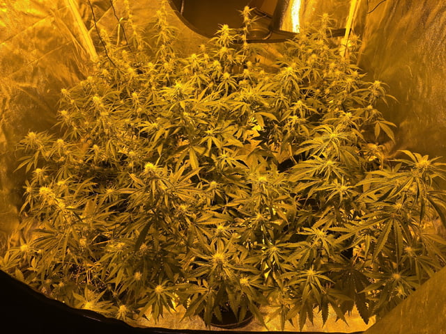 3rd Auto Grow — flower, day 67
