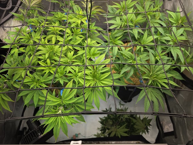 Strawberry Sugar  — flower, day 60